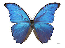 morpho butterfly