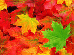 autumn leaves